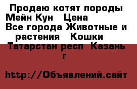 Продаю котят породы Мейн Кун › Цена ­ 12 000 - Все города Животные и растения » Кошки   . Татарстан респ.,Казань г.